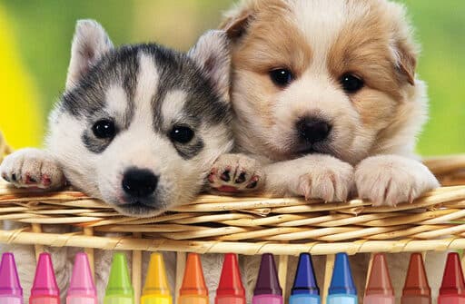 4gameground puppy coloring