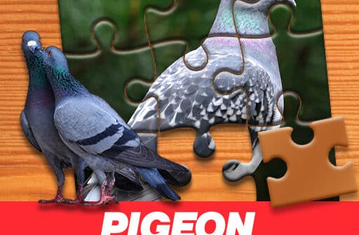 pigeon jigsaw puzzle