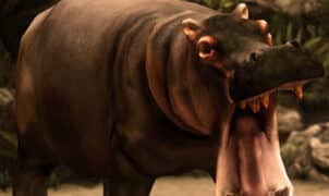 wild hippopotamus hunting Winx Room Decorate