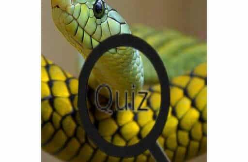 wildlife animal triviatest your knowledge